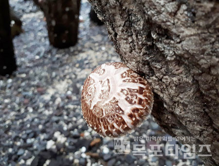 전남산림자원연구소 난대수종 이용 표고버섯 연구.